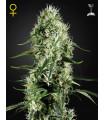 Super Silver Haze
