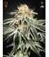 White Widow (Greenhouse Seeds)