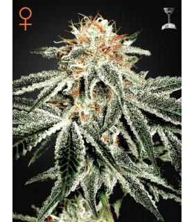 White Widow (Greenhouse Seeds)