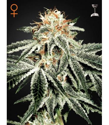 White Widow (Greenhouse Seeds)
