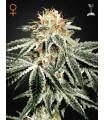 White Widow