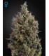 Big Bang Autoflowering