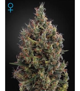 Big Bang Autoflowering