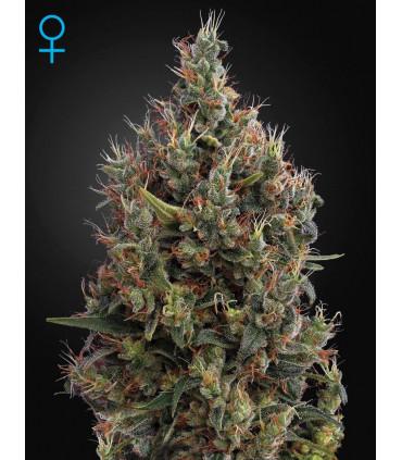 Big Bang Autoflowering