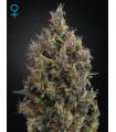 Big Bang Autoflowering