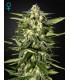 Jack Herer Autoflowering