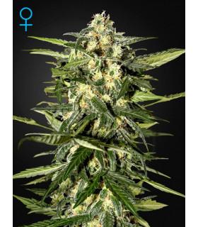 Jack Herer Autoflowering