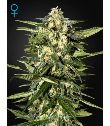 Jack Herer Autoflowering