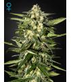 Jack Herer Autoflowering
