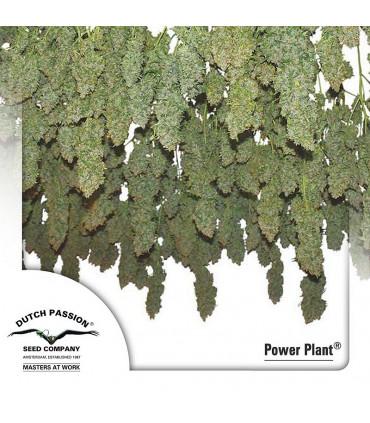 Power Plant