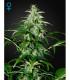 Kalashnikova Autoflowering