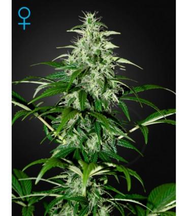 Kalashnikova Autoflowering