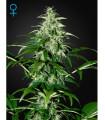 Kalashnikova Autoflowering