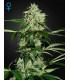 Northern Light Autoflowering
