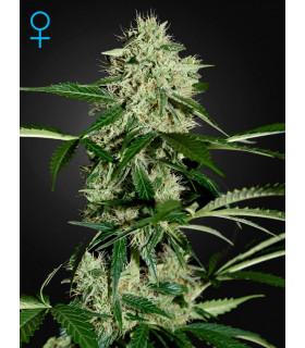 Northern Light Autoflowering 