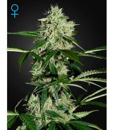 Northern Light Autoflowering