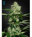 Northern Light Autoflowering