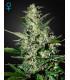 Super Critical Autoflowering
