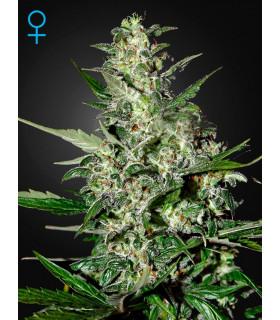 Super Critical Autoflowering