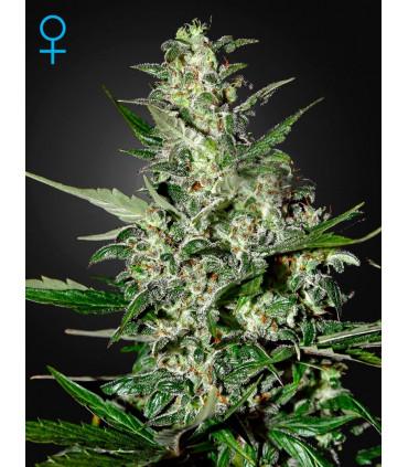 Super Critical Autoflowering