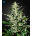 Super Critical Autoflowering
