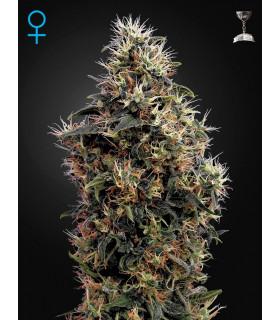 Sweet Mango Autoflowering
