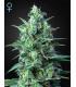 White Widow auto CBD (Greenhouse)