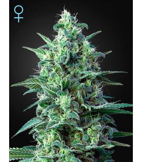 White Widow auto CBD (Greenhouse)