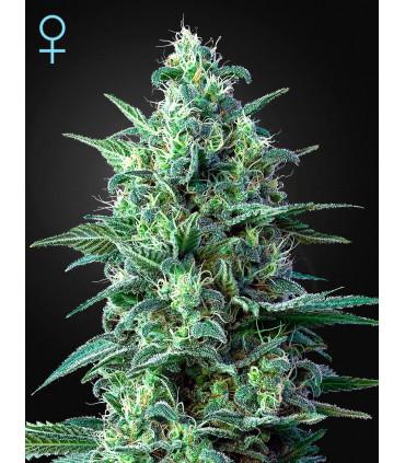 White Widow auto CBD (Greenhouse)