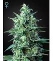 White Widow auto CBD