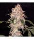 Aurora Indica