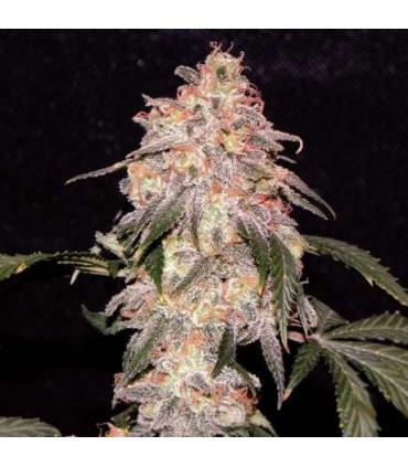 Aurora Indica