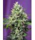 Blow Mind Auto (Sweet Seeds)