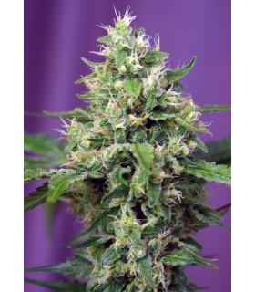 Blow Mind Auto (Sweet Seeds)