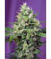 Blow Mind Auto