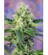 Crystal Candy (Sweet Seeds)