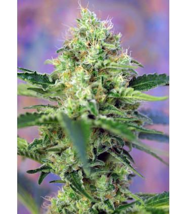 Crystal Candy (Sweet Seeds)