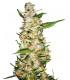 Skunk 1 Automatic (Sensi Seeds)