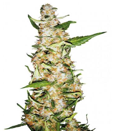 Skunk 1 Automatic (Sensi Seeds)