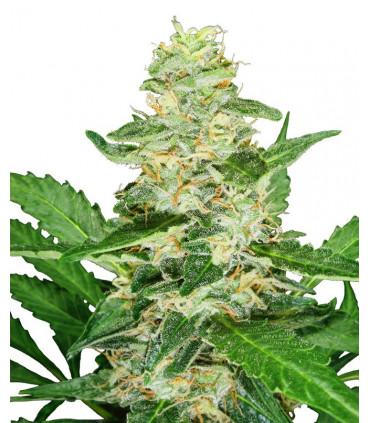 Super Skunk Automatic (Sensi Seeds)