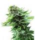 Northern Lights Automatic (Sensi Seeds)