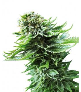 Northern Lights Automatic (Sensi Seeds)