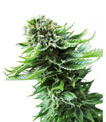 Northern Lights Automatic (Sensi Seeds)