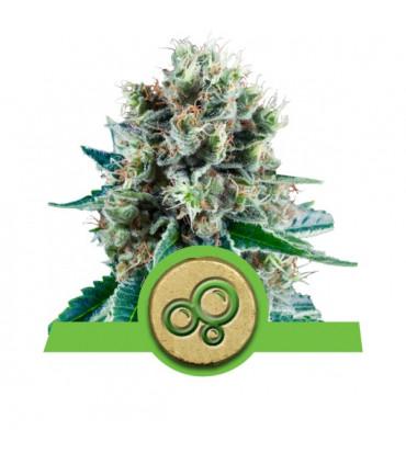 Bubble Kush Automatic (Royal Queen Seeds)