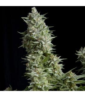 Alpujarreña (Pyramid Seeds)