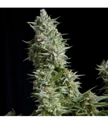 Alpujarreña (Pyramid Seeds)