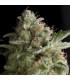 American Pie (Pyramid Seeds)