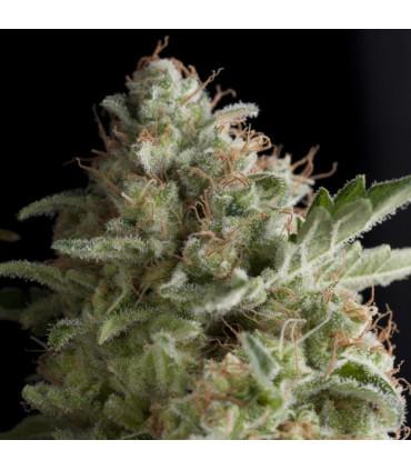 American Pie (Pyramid Seeds)