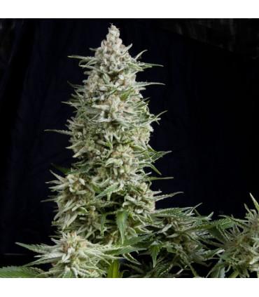 Amnesia Gold (Pyramid Seeds)