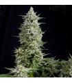 Amnesia Gold
